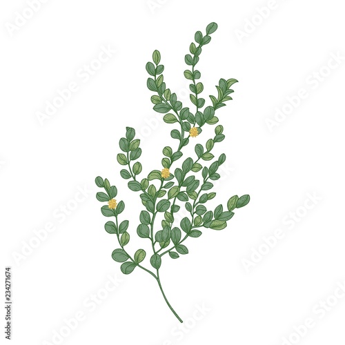 Box or boxwood plant isolated on white background. Natural drawing of poisonous wild evergreen shrub used in herbal medicine or herbalism. Hand drawn vector illustration in elegant vintage style.