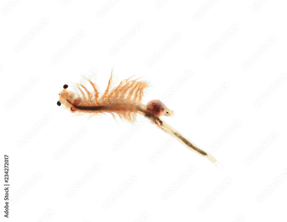 artemia plankton isolated on white background artemia plankton isolated on white background
