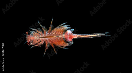 Принти на полотні artemia plankton isolated on black background