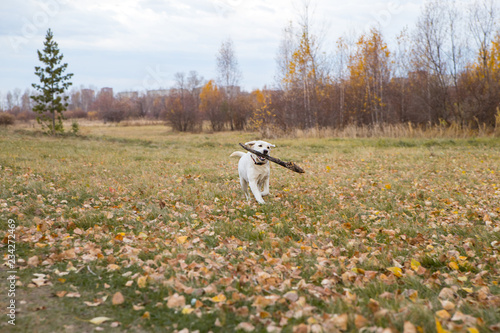 yellow labrador in the park in autumn carries a stick