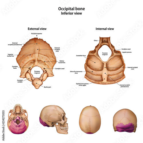 Occipital bone. With the name and description of all sites.