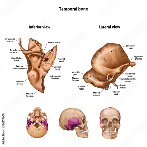 Temporal bone. With the name and description of all sites.