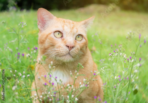 Ginger cat in flower garden