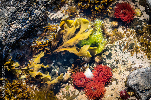Wallpaper Mural Red Sea Anemone in a small water puddle at a beach in Scotland Torontodigital.ca