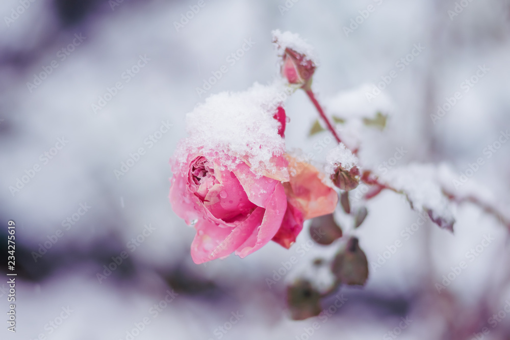 Rose with Snow in Winter