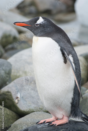 Gentoo Penguin who stands on a rock by the ocean on a cloudy summer day