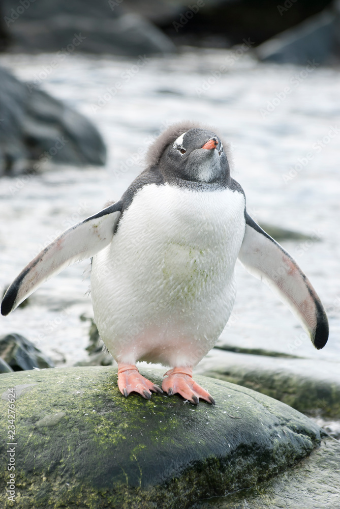 Fototapeta premium young Gentoo Penguin with the rest of the fluff on his head which stands on a stone on the ocean shore on a cloudy summer day