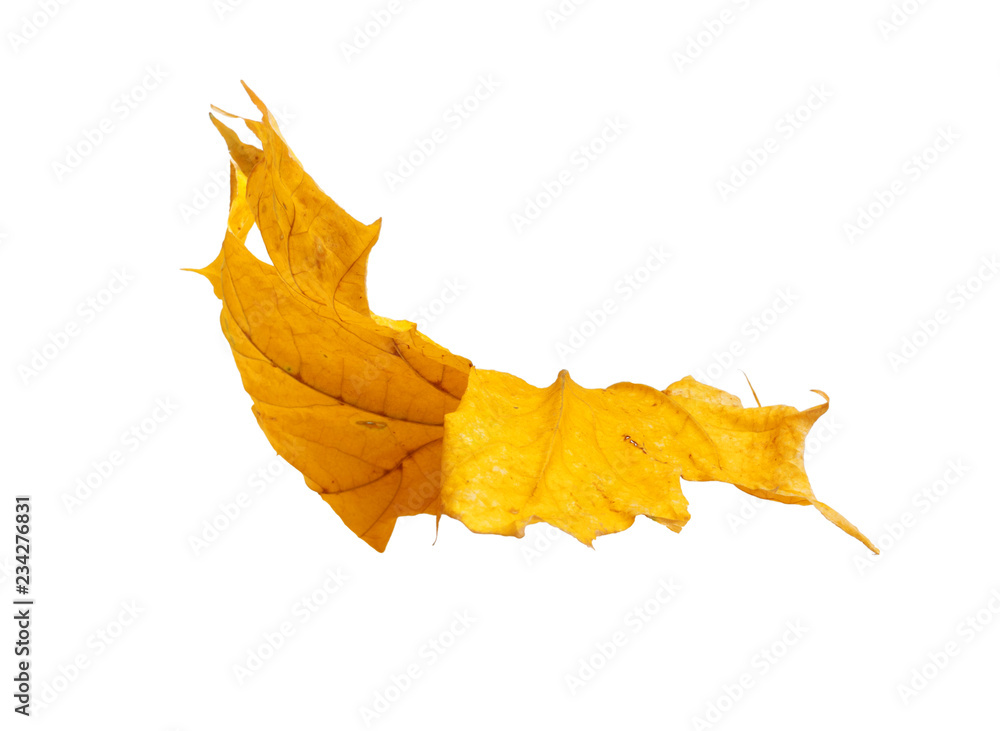 Fototapeta premium Autumn maple branch with leaves isolated on background