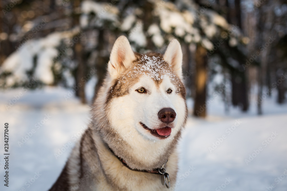 Profile portrait of beautiful Beige and White Siberian husky dog is on the snow in the winter forest Profile portrait of beautiful Beige and White Siberian husky dog is on the snow in the winter forest