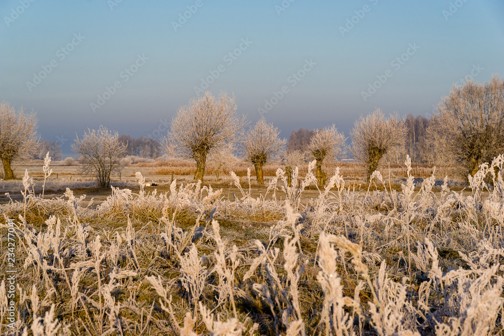Fototapeta premium Poranek z mrozem, szronem i mgłami na Podlasiu