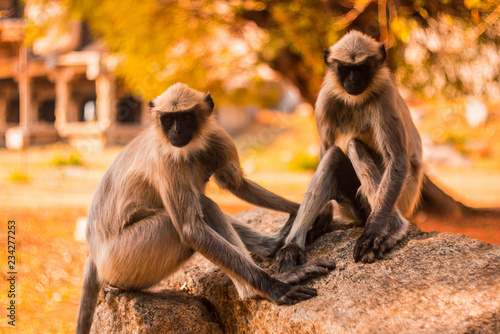 monkeys © олеся бабушкина