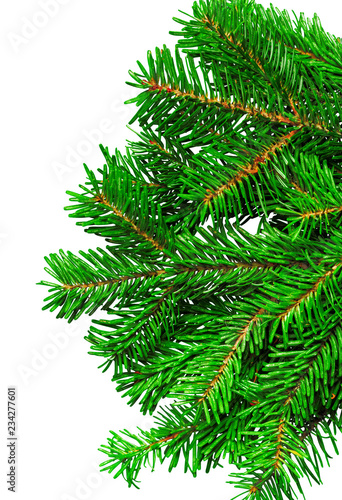 Fir branch isolated on white background