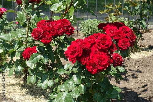 Photography Many red flowers of rose bush in June