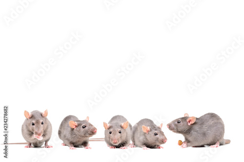 Five gray rats isolated on white background