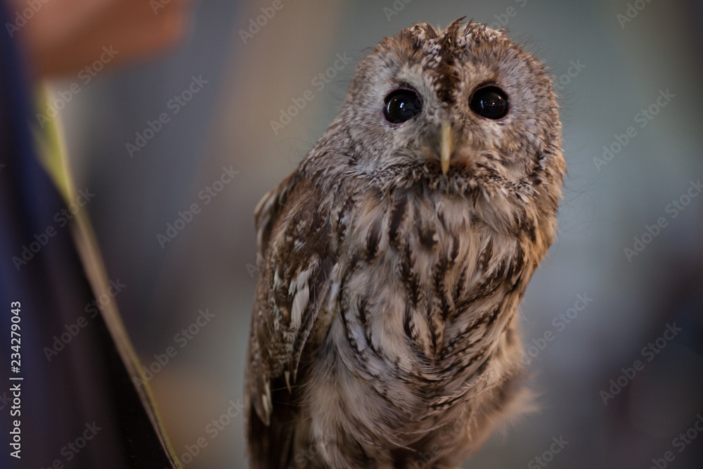 Fototapeta premium portrait of an owl