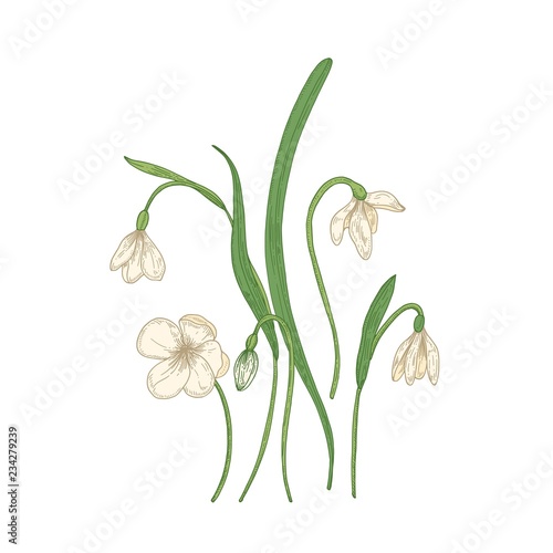 Tender snowdrop flowers isolated on white background