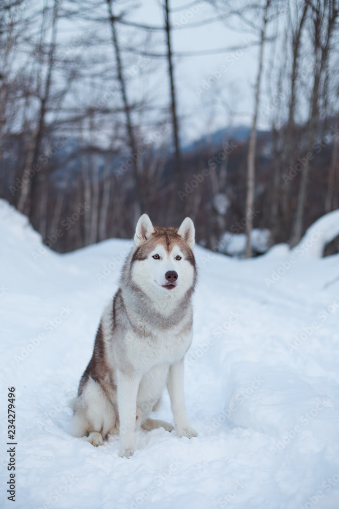 Portrait of free and gorgeous Husky dog sitting in the winter forest. Portrait of prideful Beige and White Dog breed Siberian husky is on the snow Portrait of free and gorgeous Husky dog sitting in the winter forest. Portrait of prideful Beige and White Dog breed Siberian husky is on the snow