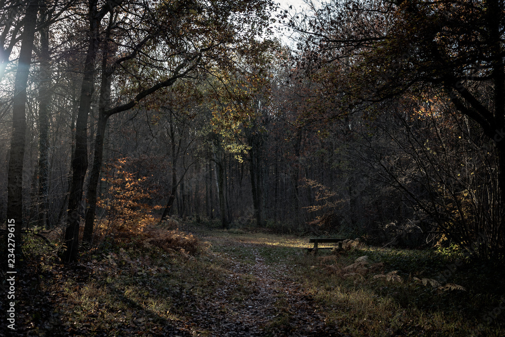 The dark dark forest The dark dark forest