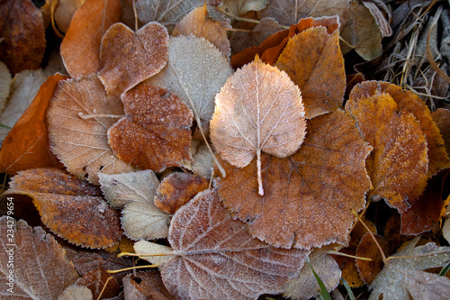 Canvastavla Frozen autumn leaves, bevroren herfstbladeren