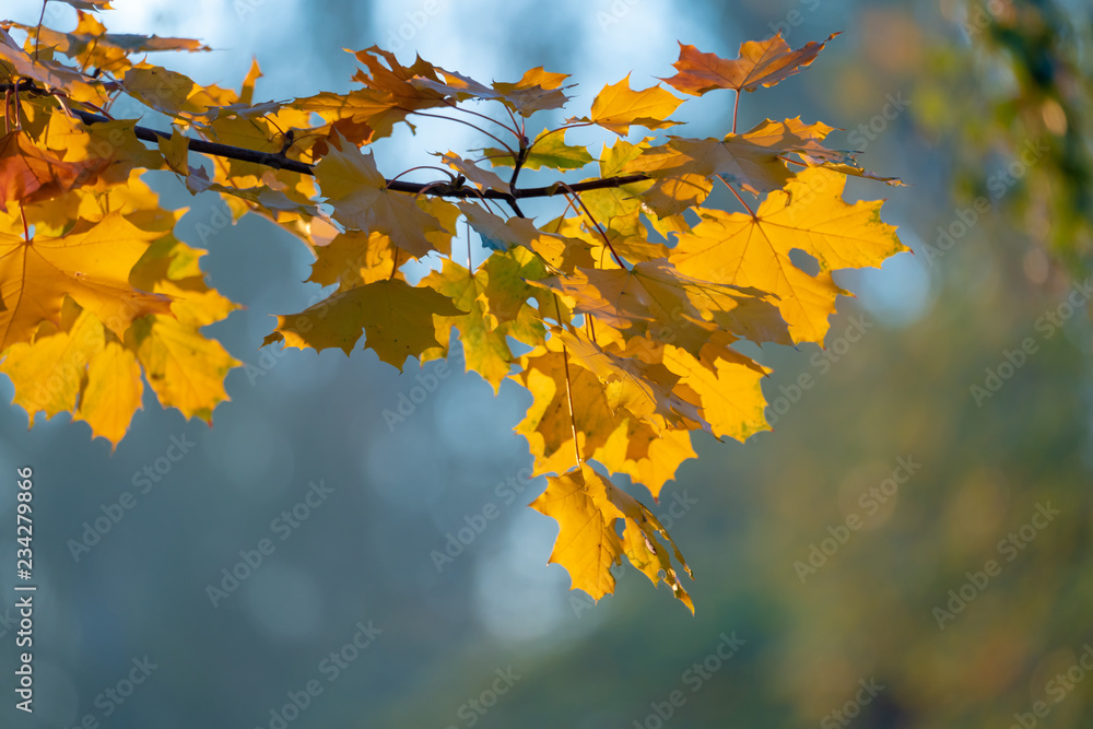 Tree branches with yellow autumn leaves Tree branches with yellow autumn leaves