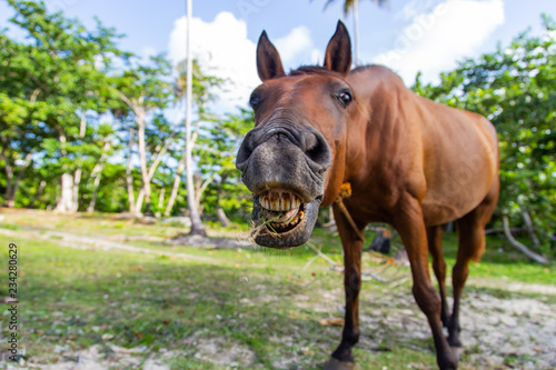 Funny horse in a tropical beach photo