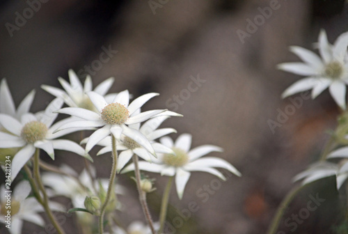 Australian native flannel flowers, Actinotus helianthi, Royal National Park, Sydney, New South Wales, Australia. Spring and summer flowering. photo