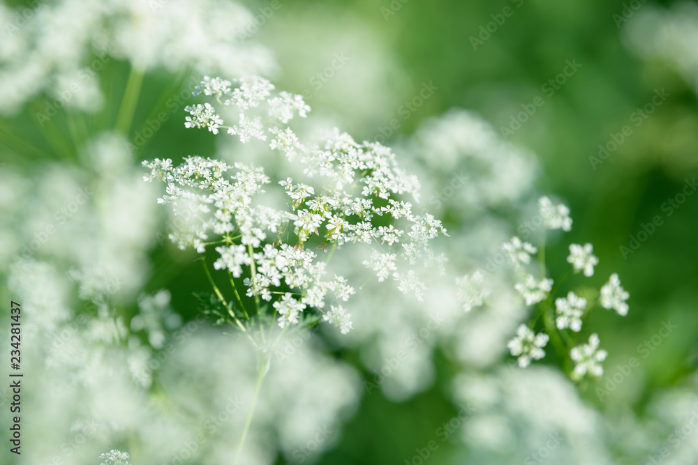 Anise flower field. Food and drinks ingredient. Anise flower field. Food and drinks ingredient.
