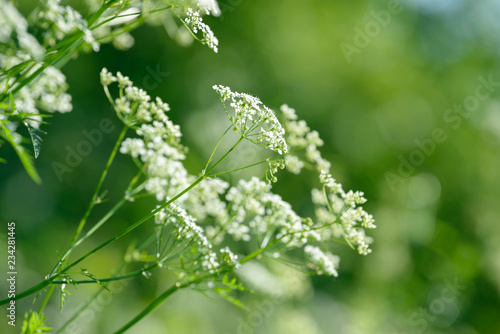 Anise flower field. Food and drinks ingredient.