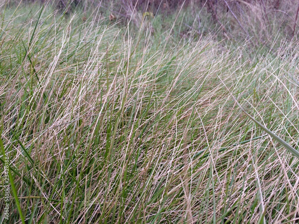 Fototapeta premium grass in the wind