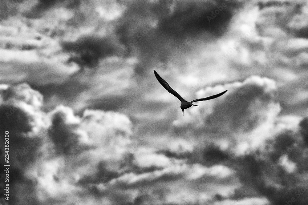 Obraz premium seagull in the sky