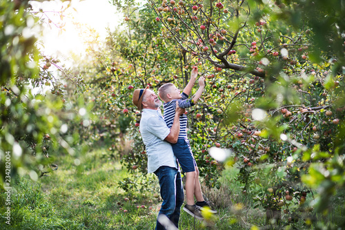 Fototapeta A senior man with grandson picking apples in orchard in autumn.