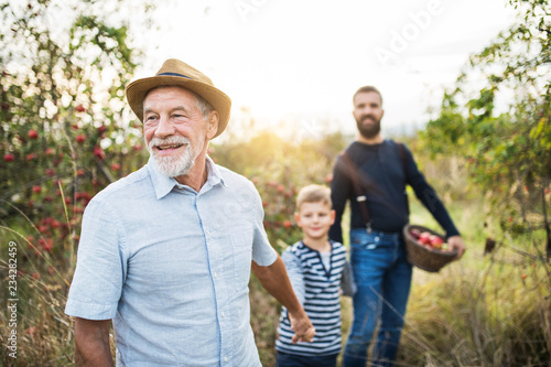 A small boy with father and grandfather walking in apple orchard in autumn.
