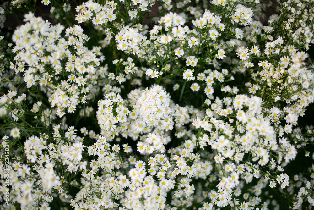 Gypsophila field, Ornamental plant, Used wedding decorations, Close up, Gypsophila field, Ornamental plant, Used wedding decorations, Close up,