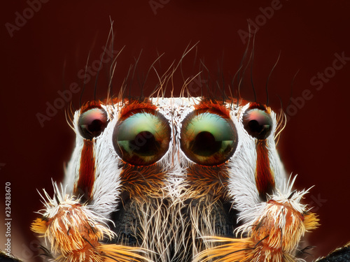 Extremely sharp and detailed close-up of a jumping spider Plexippus paykulli