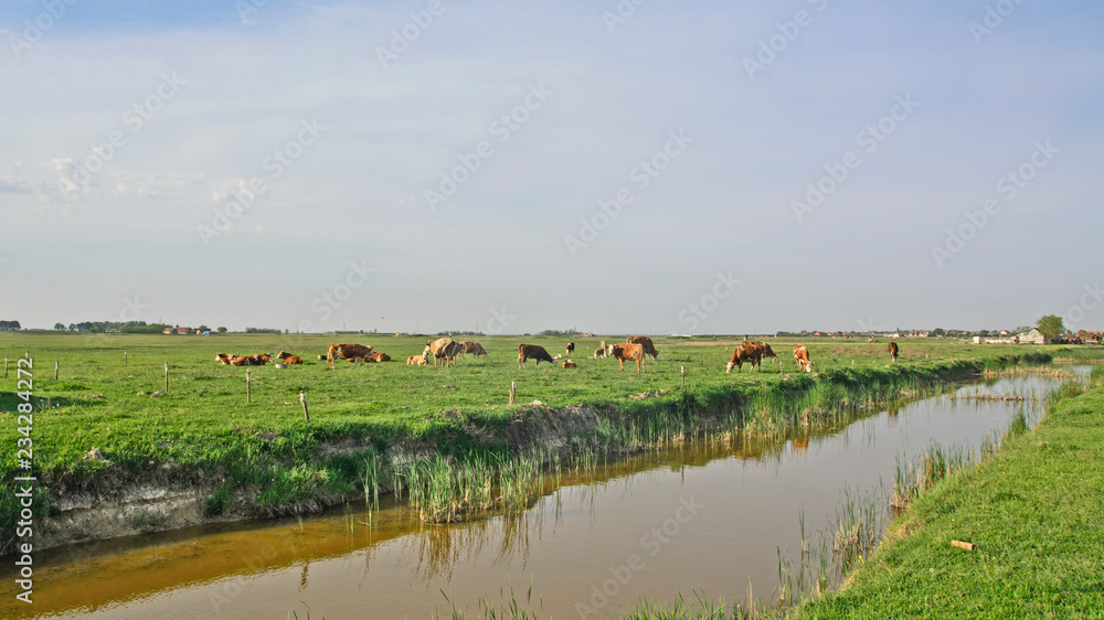 Fototapeta premium Cows on the meadow