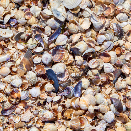 Sand, fine stones and many different particles of crushed shells