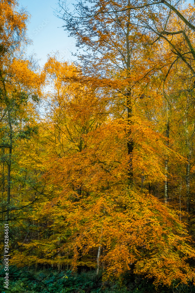 Autumn in Holland