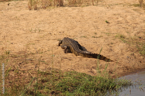 A crocodile in Africa