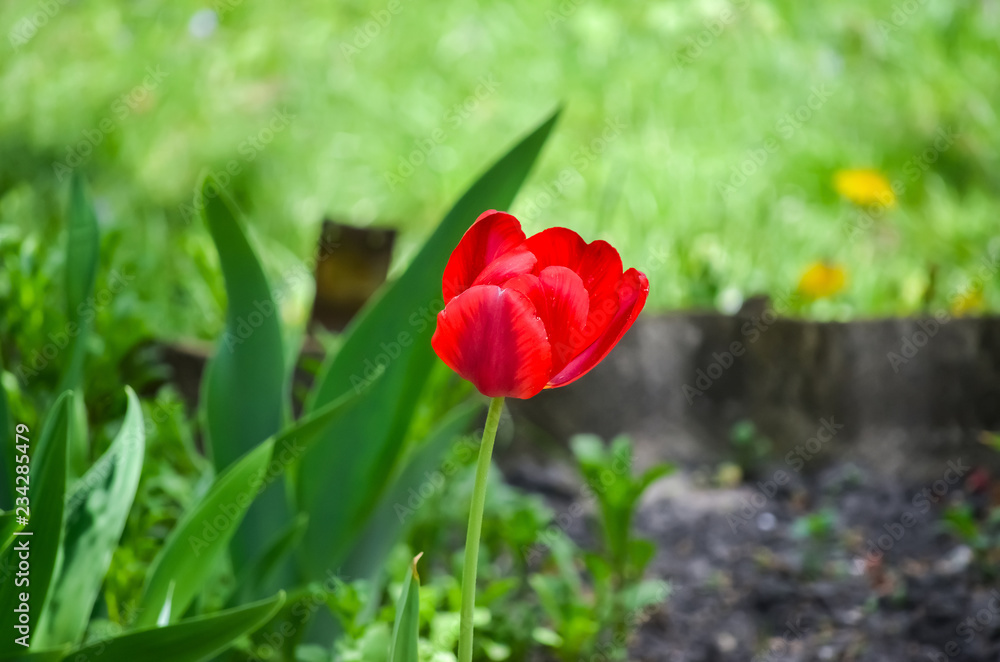 Close up flowers background. Amazing view of colorful red tulip flowering in the garden and green grass landscape at sunny summer or spring day.