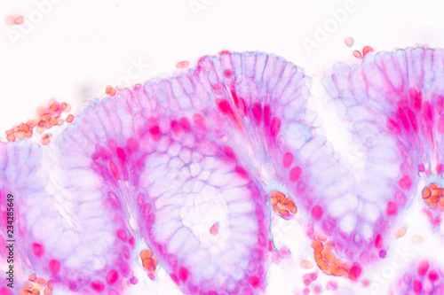 Obraz na plátně Tissue of Stomach under the microscope for education in Lab.