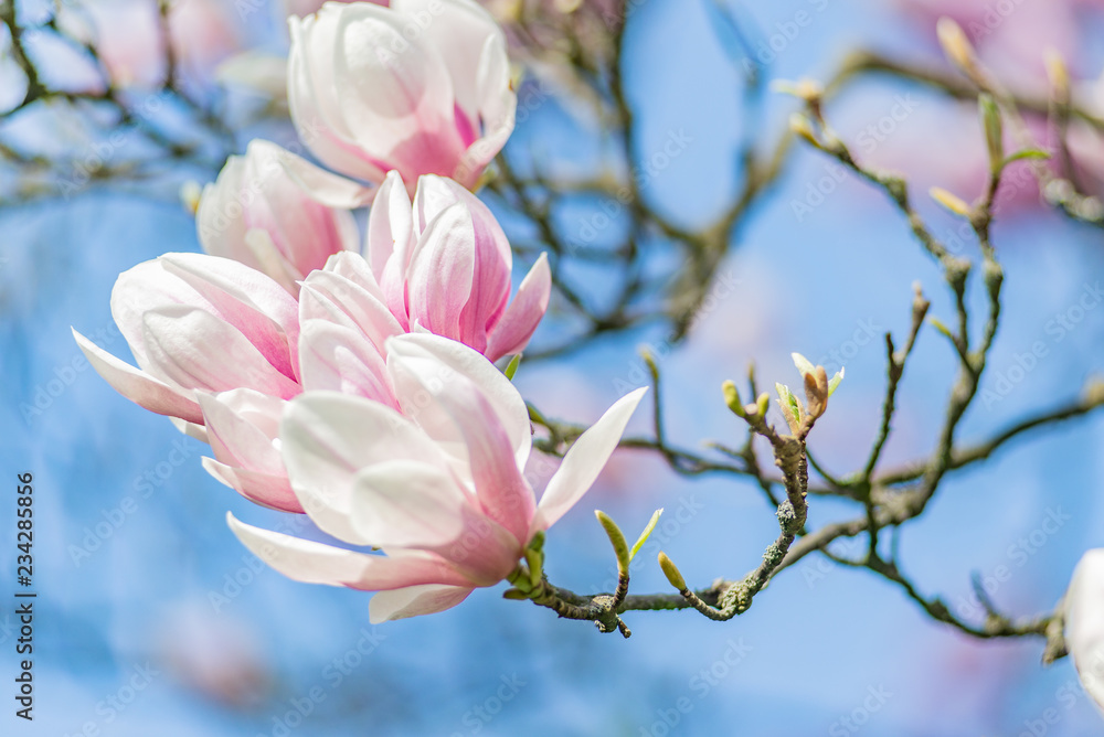 magnolia tree in blossom