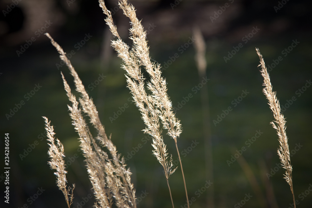 Fototapeta premium Ruhe