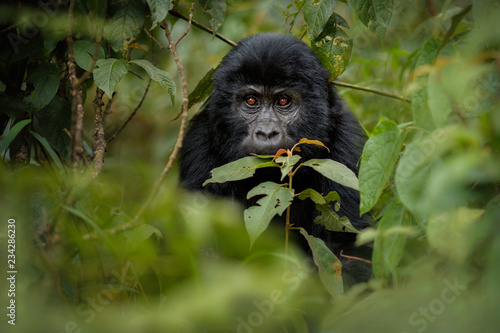Fotografie Wild mountain gorilla in the nature habitat