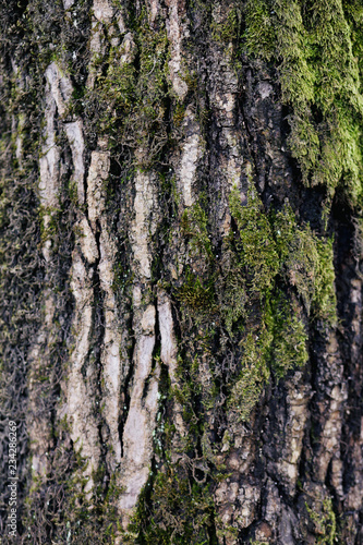 texture of tree bark with moss