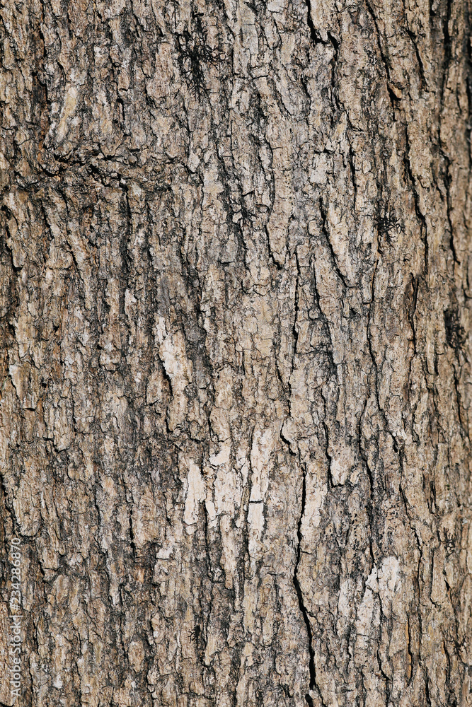 the texture of the bark of a coniferous tree the texture of the bark of a coniferous tree