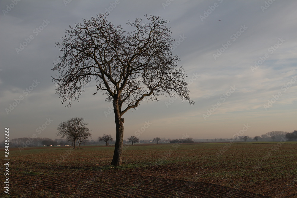 Morning landscape with fields and trees in fog Morning landscape with fields and trees in fog