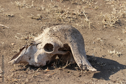 A skull in the sand