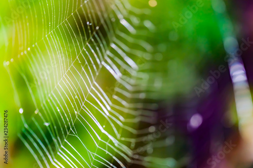 Abstract spider web background.
