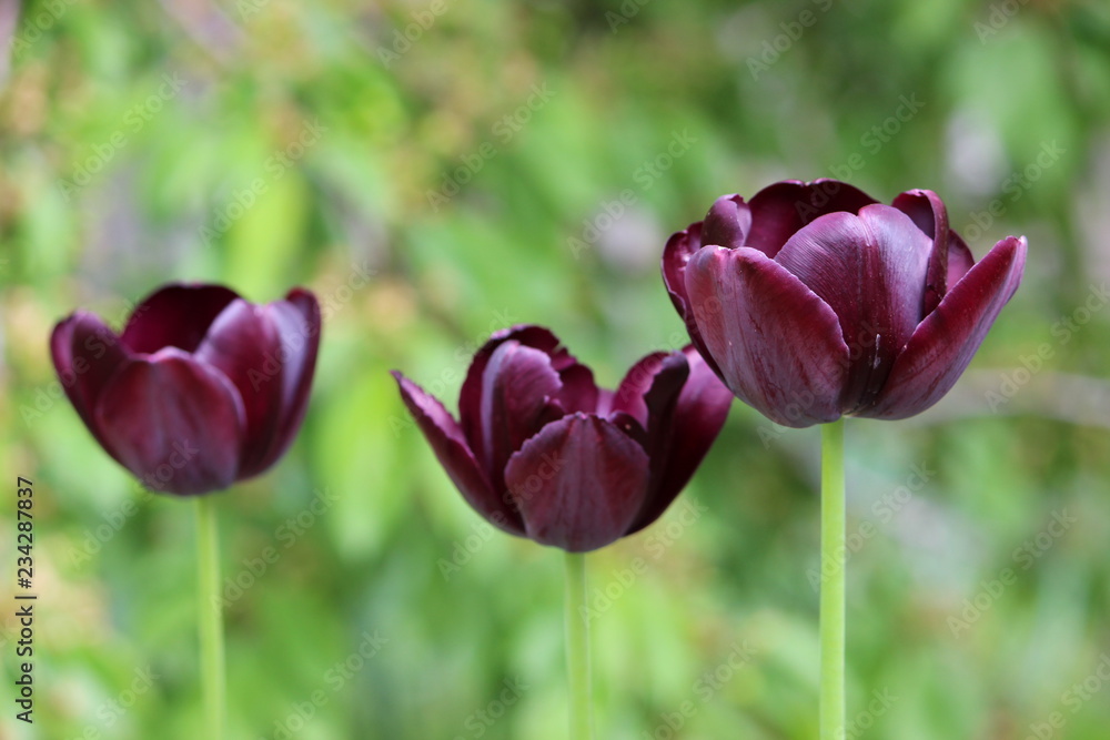 tulips in the garden tulips in the garden