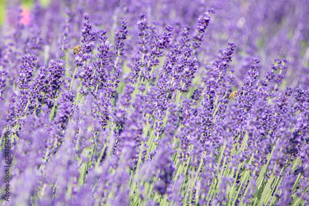 Obraz premium lavender field in provence france